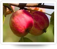 Картинка с тенью